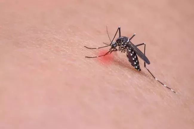 07 蚊虫叮咬 蚊虫叮咬的情况较严重时,应当及时清洗并消毒被叮咬的