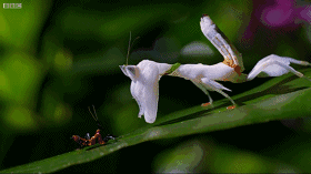 揭秘你不知道的兰花螳螂——功夫螳螂 vs 跳跃蜘蛛大魔王