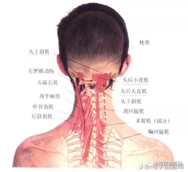 体育 正文  1,斜角肌:又分为前,中,后斜角肌,分别起于颈2至颈7横突,肌