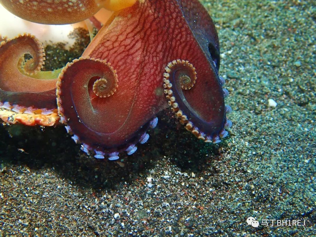 Octopus Inspires Color-Changing Camouflage Tech - NBC News