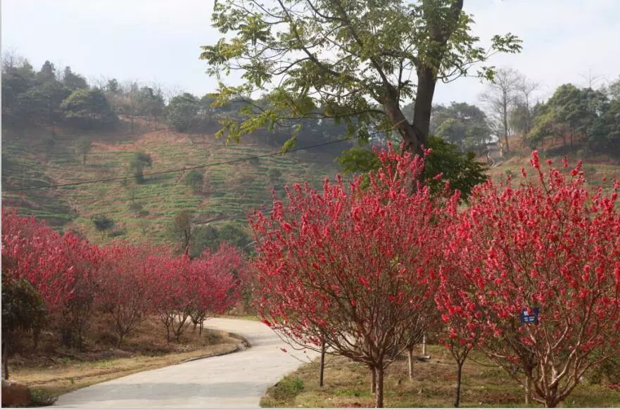 从化锦洞首届桃花节在江埔街锦洞牌坊