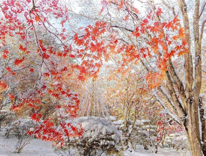 北海道早冬初雪,冬季恋歌,期待与谁的邂逅与告白?