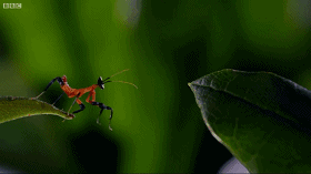 揭秘你不知道的兰花螳螂——功夫螳螂 vs 跳跃蜘蛛大魔王