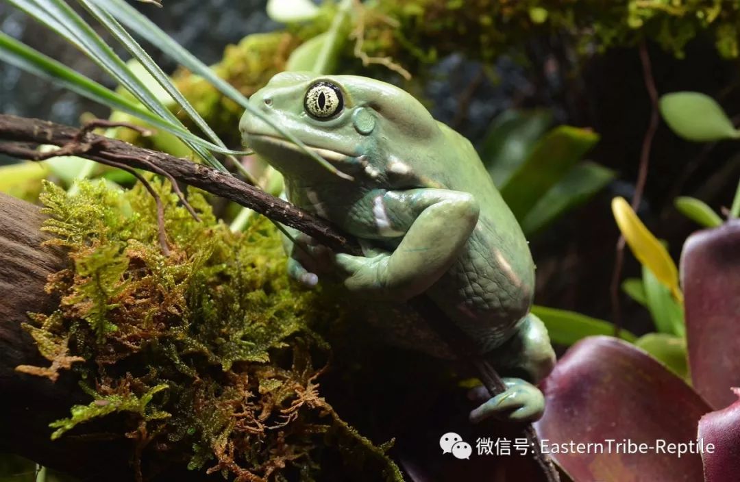 雨蛙的果冻变异个体 惨被 白化个体 碾压: 绿雨滨蛙(老爷树蛙)litoria