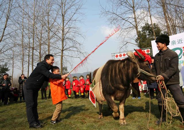 立春日鞭春牛富阳举行立春祭