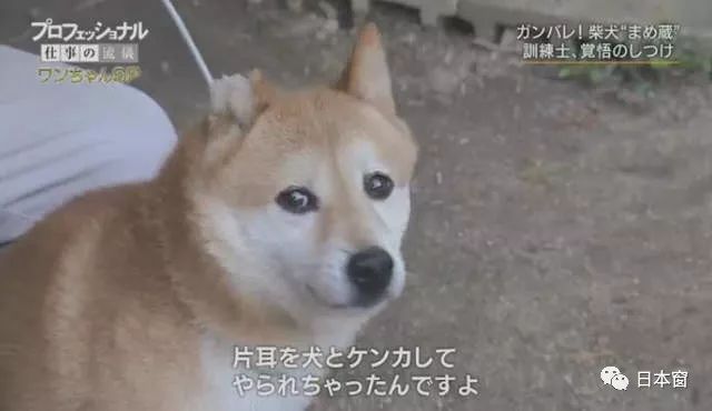 日本驯犬师镜头前打狗引发众怒 知道原因后所有人都沉默了