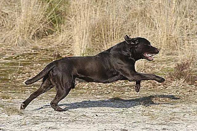 大黑狗三番五次咬同一个人，警察多次调查后发现了一起命案