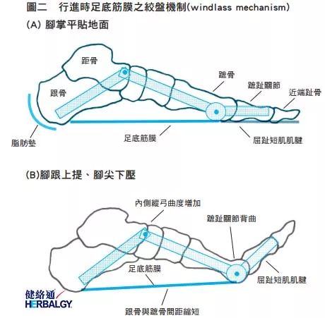 详细分析【脚底筋膜炎】plantar fasciitis