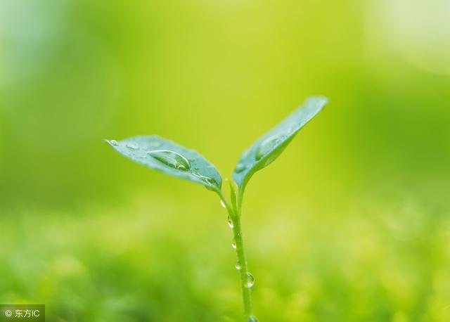 春回大地,生机盎然,春融万物,春风化雨,带给你一年的顺利和好运.