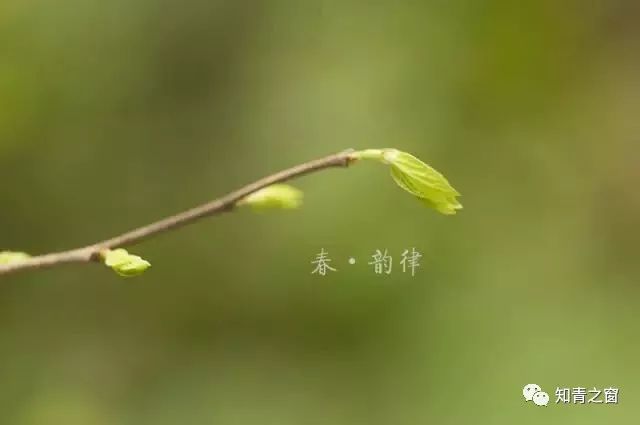 关爱,让亲情更温暖,问候,让生活更幸福,祝福,让节日更快乐,愿这个春天