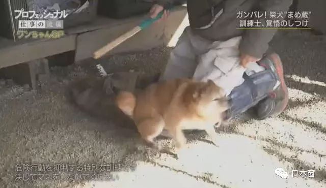 日本驯犬师镜头前打狗引发众怒 知道原因后所有人都沉默了