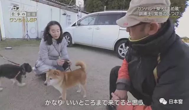日本驯犬师镜头前打狗引发众怒 知道原因后所有人都沉默了