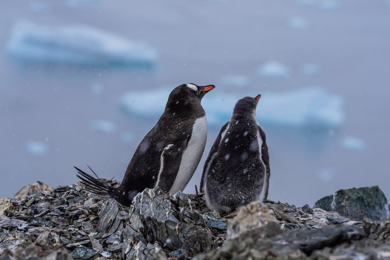 这是从南极前方发来的照片,里面有你们心心念念的企鹅!