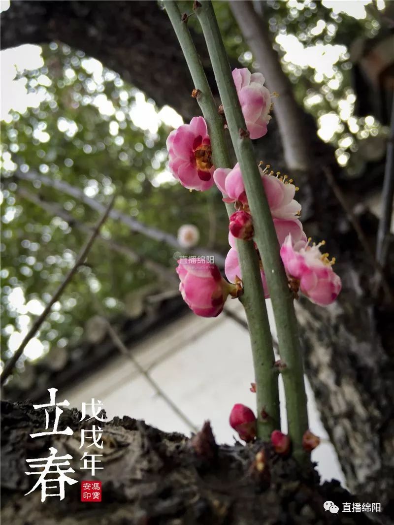 图说立春丨一夜东风起花繁院里梅