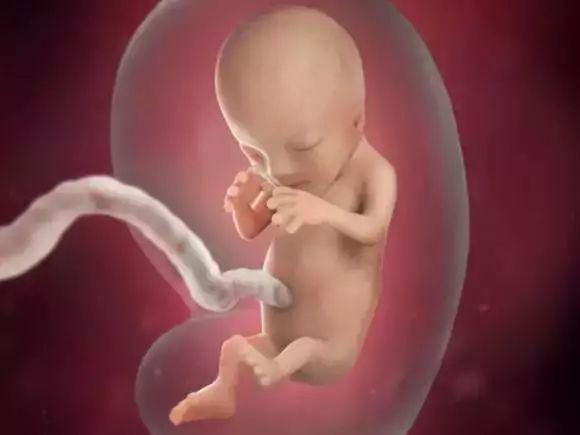 『收藏』胎儿发育过程图:"粑粑麻麻,我是这样长大的"
