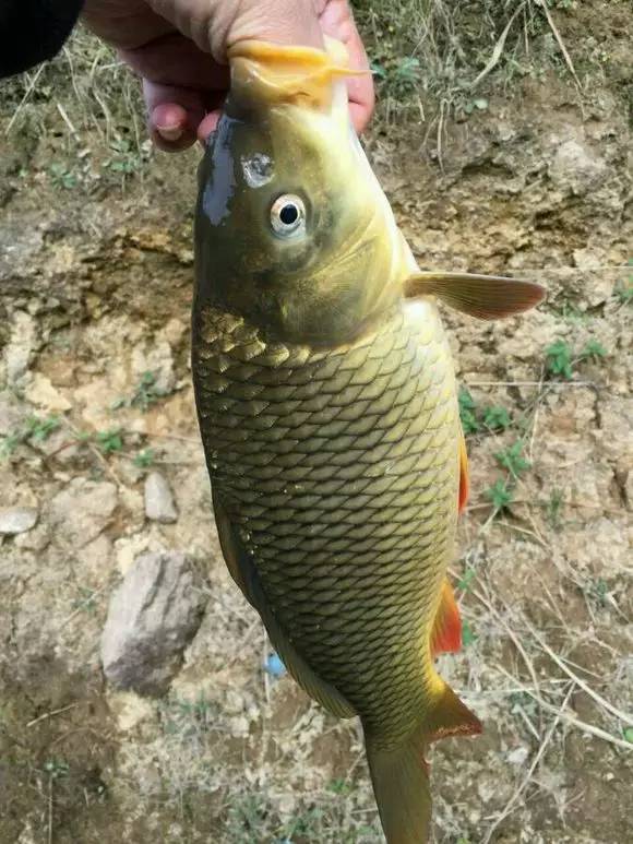 【杂谈】野钓鲤鱼,你就死命瞄准这几点