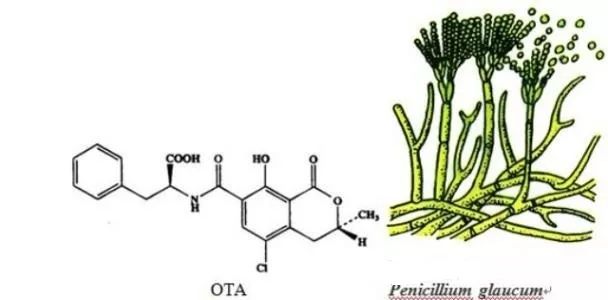 赭曲霉毒素是纯绿青霉,赭曲霉和碳黑曲霉等 真菌产生的一组结构类似的