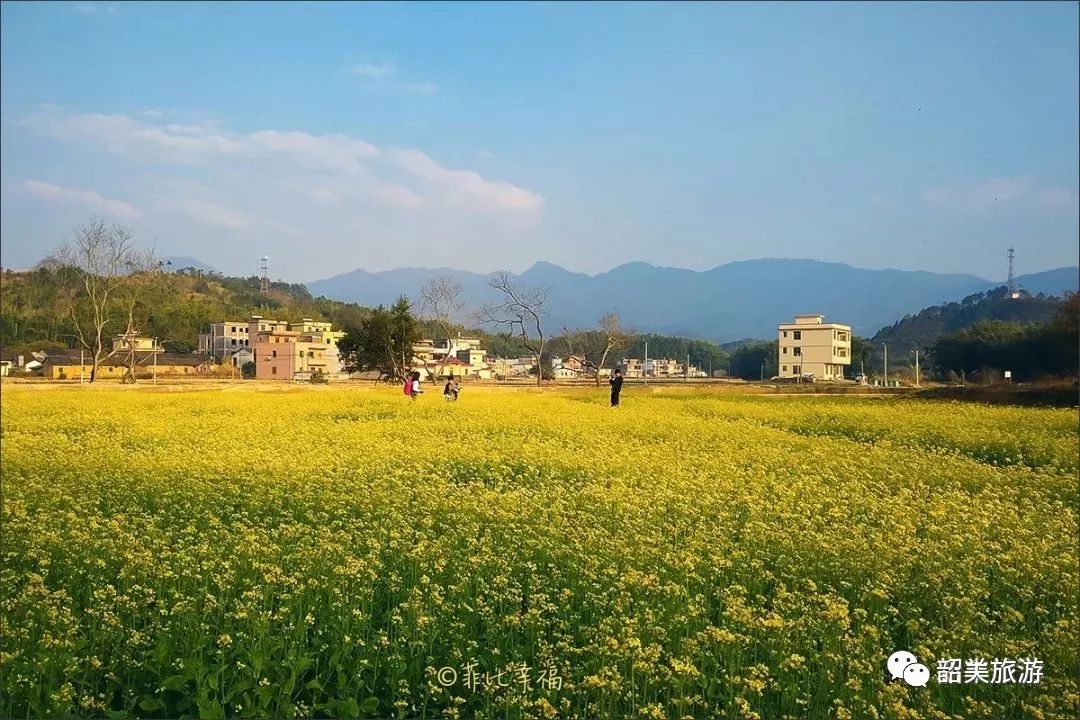 请到韶关过大年千亩油菜花陆续绽放韶关这县城已成为花的海洋