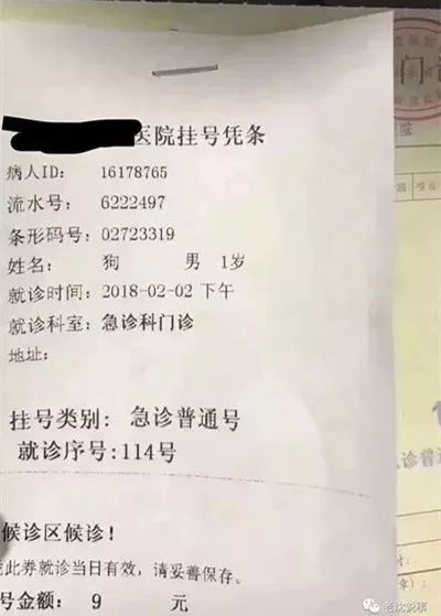 三甲医院急诊室来了位狗患者,医生看到挂号单懵了!