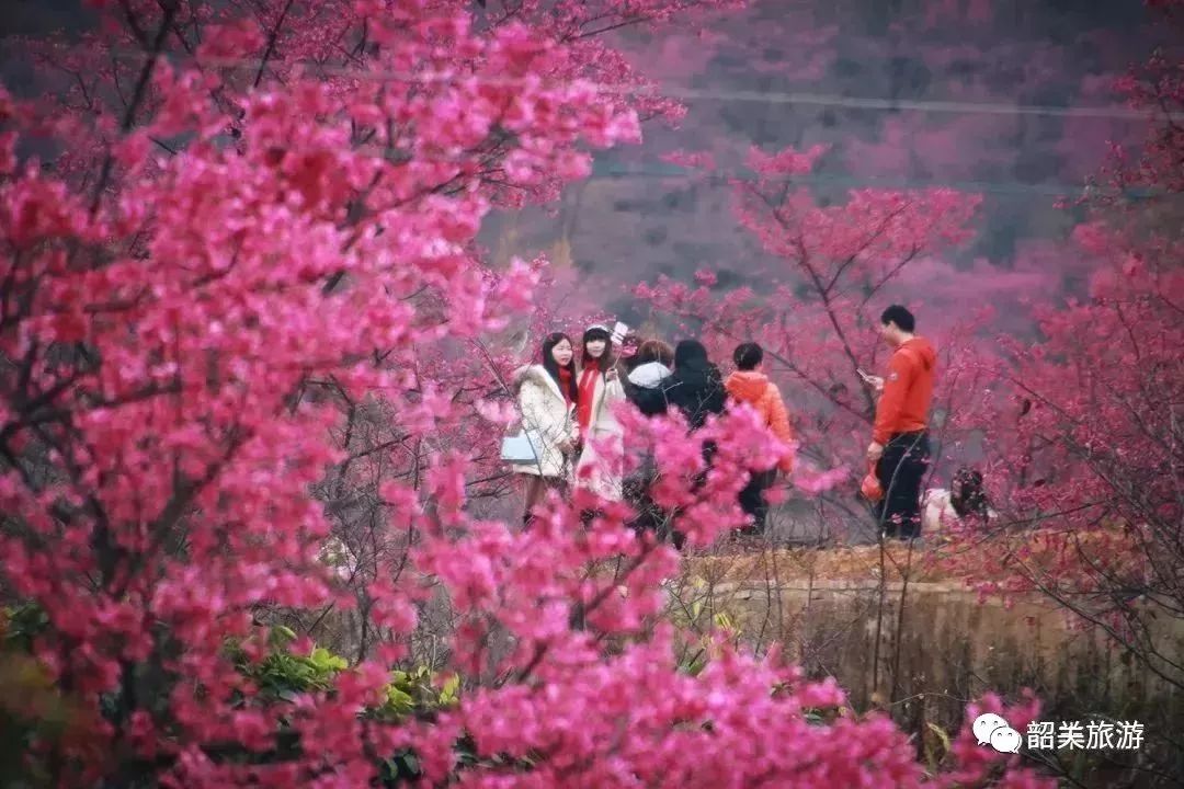 信息服务中心 活动时间:2月4日-4月2日 活动地点:韶关浈江樱花公园