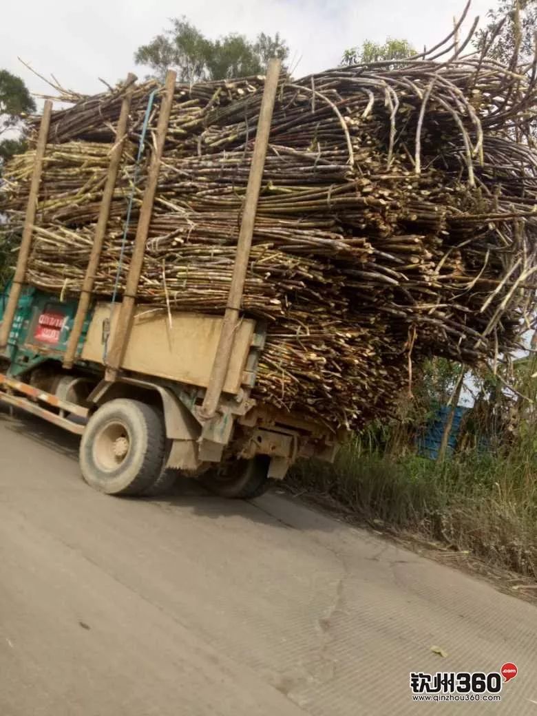 可怕!钦州这些拉蔗车,甘蔗成捆掉落,千万别靠近!