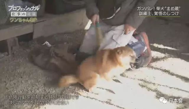 日本驯犬师镜头前打狗引发众怒 知道原因后所有人都沉默了