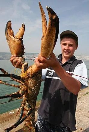 2米重40斤的大龙虾  世界最小龙虾 体长仅有12毫米重量为7克  虽然
