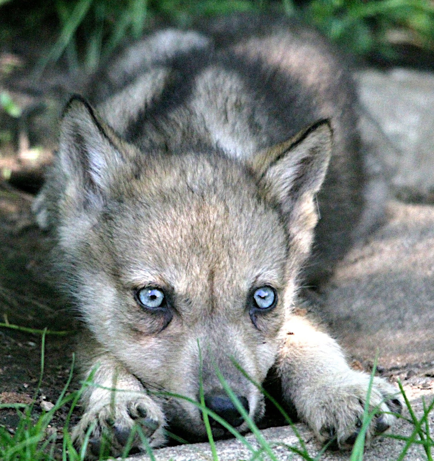 狼崽刚出生时眼睛是蓝色的,和哈士奇的眼睛一样.