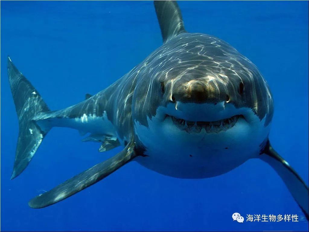 鲨鱼眼睛,鲸鱼眼睛,鲨鱼眼睛图片大全大图_大山谷图库