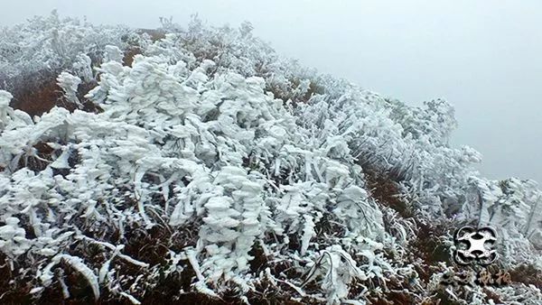 这个冬天不止是寒冷还有贵港平天山挂冰雪景