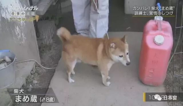 日本驯犬师镜头前打狗引发众怒 知道原因后所有人都沉默了