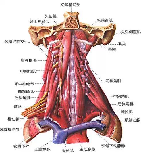 颈长肌,头长肌属于 第二类,附着于颈椎前部,收缩时使颈 前屈,单侧