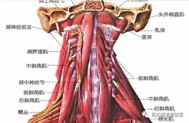颈椎解剖