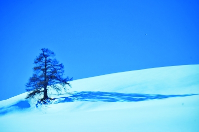 雪中情