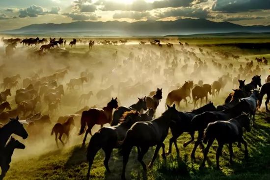 昭苏马场现为自治区级种马繁育场,全场马匹总数7000余匹,是国内养殖