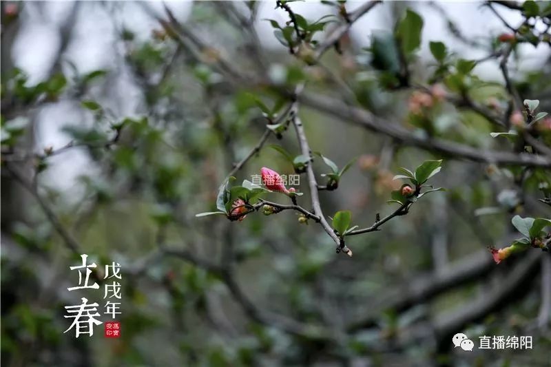 图说立春丨一夜东风起花繁院里梅