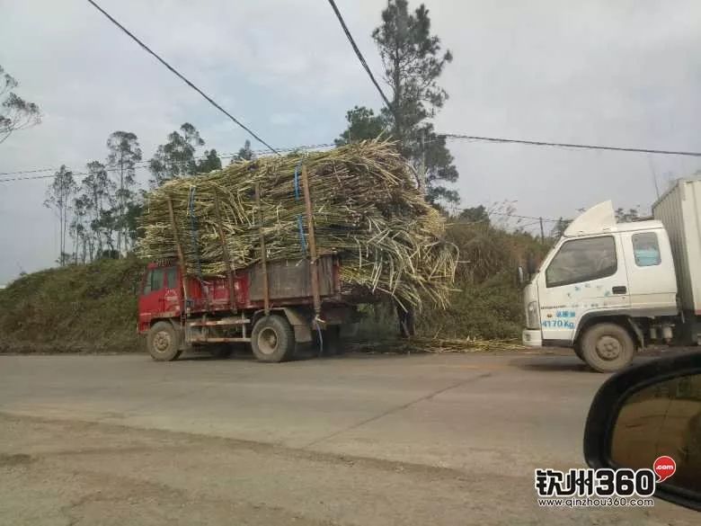 可怕钦州这些拉蔗车甘蔗成捆掉落千万别靠近