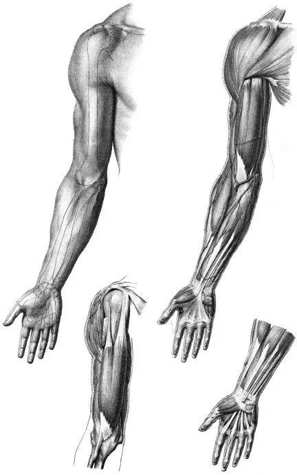 收藏史上最全的人体结构素材