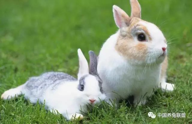 兔子的尾巴有什么作用?
