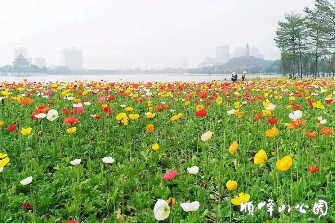 属于顺德人嘅花海顺峰山公园10000㎡虞美人花海盛放满满异域风情