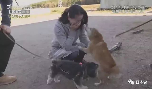 日本驯犬师镜头前打狗引发众怒 知道原因后所有人都沉默了