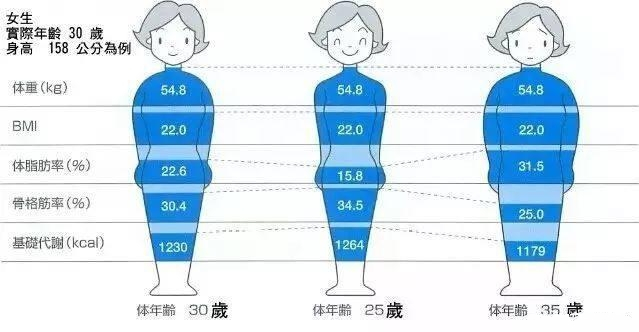 基础代谢vs肌肉比例