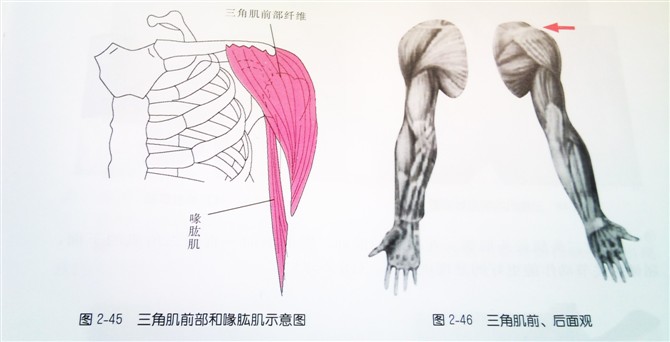 止点:肱骨中部内侧(图2-51 肱二头肌长头肌腹:在肘区的前面,臂