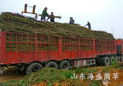 巨菌草种植,强悍的巨菌草