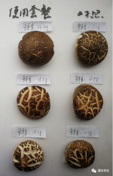 一12月15日观察示范区香菇子实体菌盖肥厚,肉质紧实,菇型好,菌柄粗壮