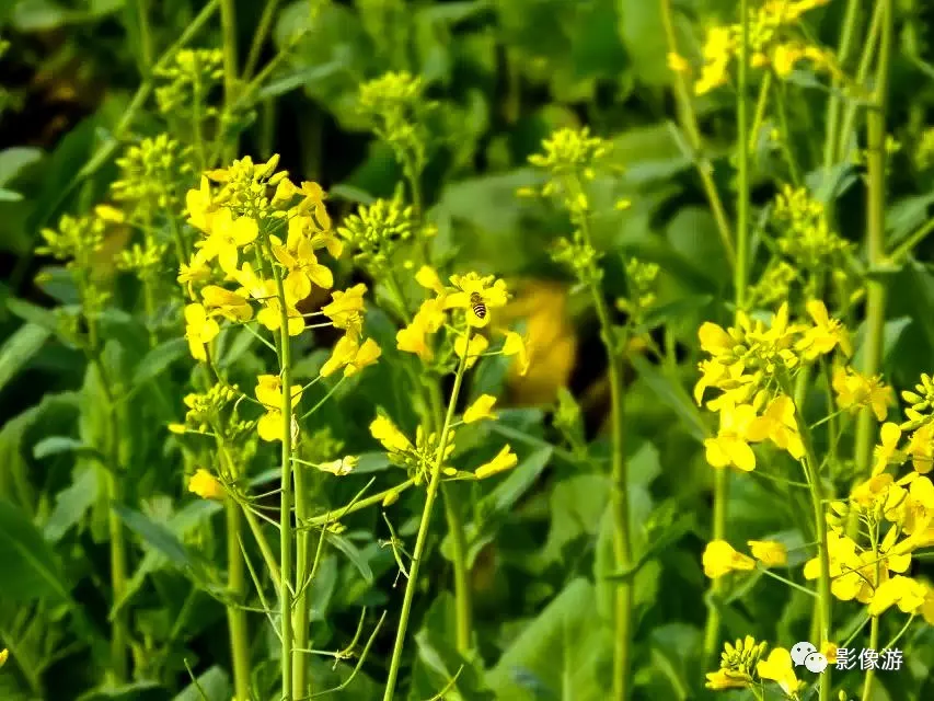 春暖花开,蜜蜂归来,油菜花海间辛勤采蜜的小蜜蜂,嗡嗡的叫醒了沉睡的