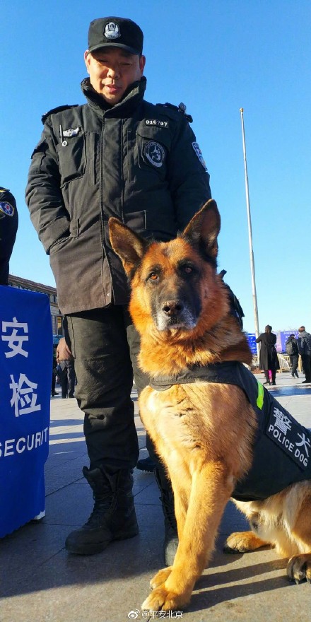 北京站巡逻的警犬.
