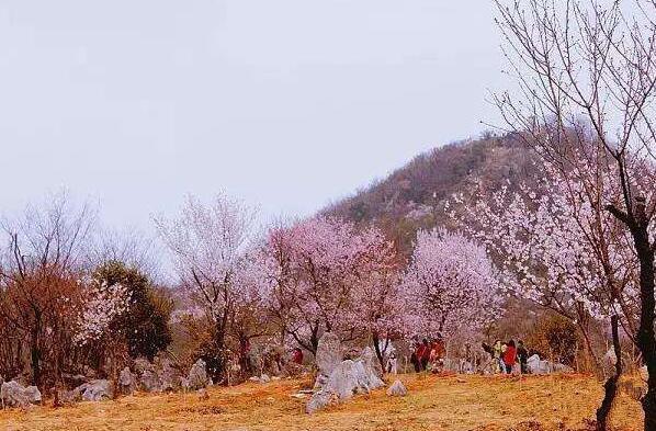 白岩山野樱花