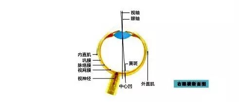 科普最全的眼科解刨图