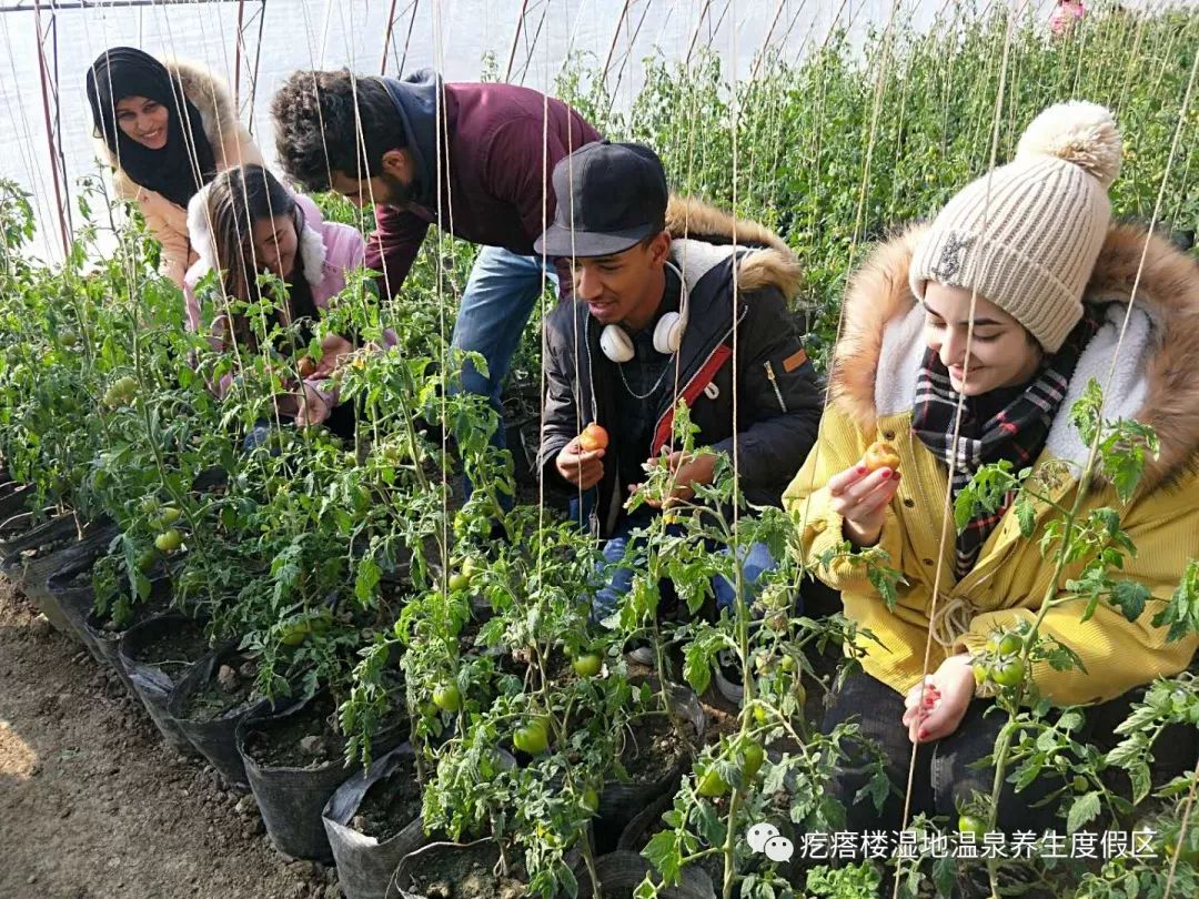 盘锦唐家国际碱地柿子采摘节开幕啦